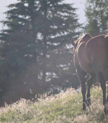 Hípica Rancho San Román.