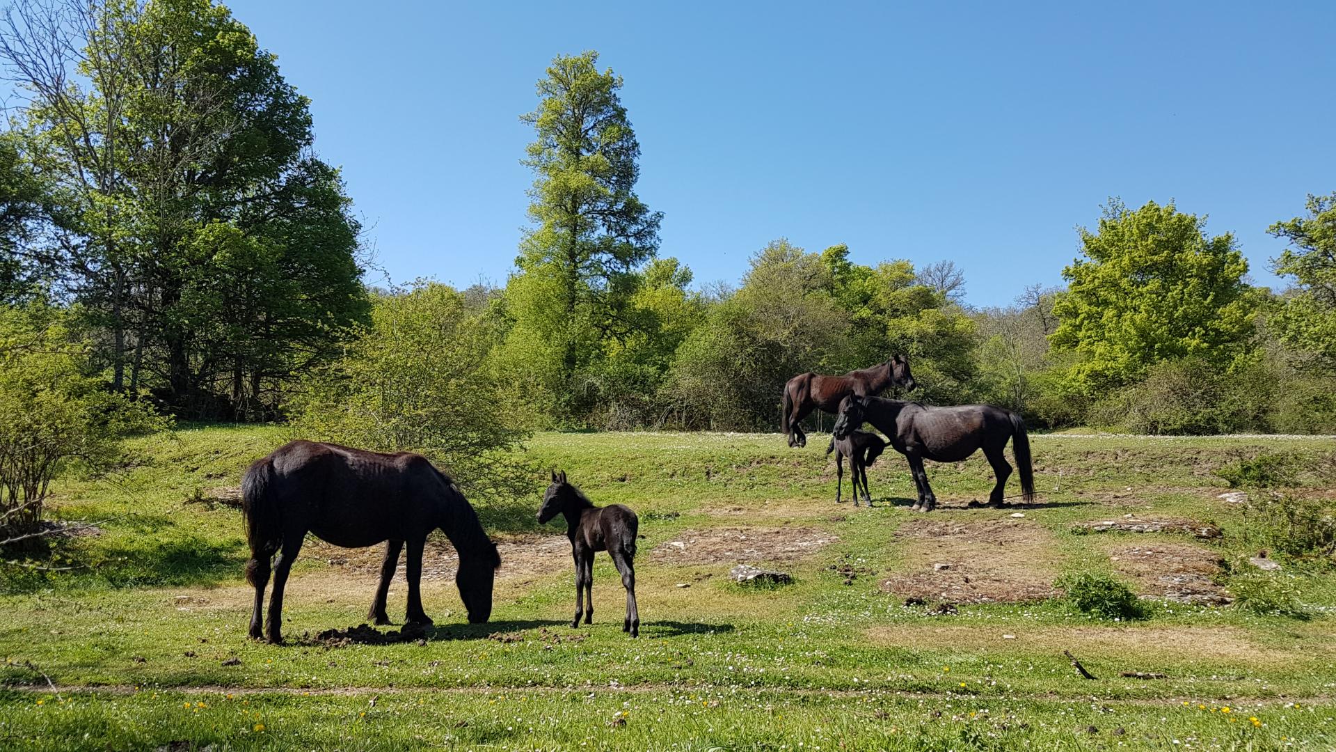 Caballo Losino